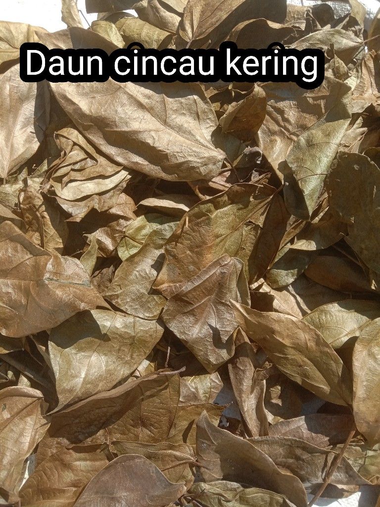 Daun cincau kering product image (1)
