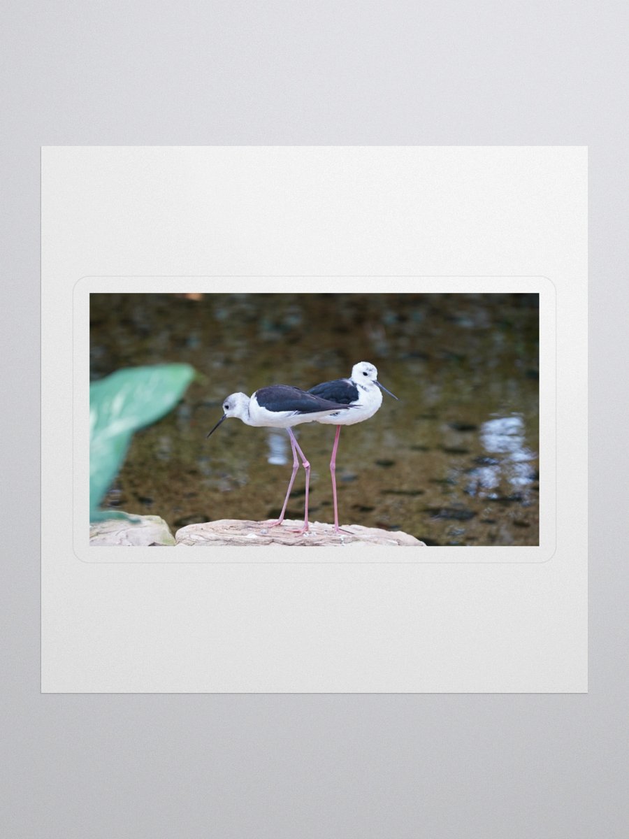 Stylish Black-Winged Stilts Stickers product image (1)