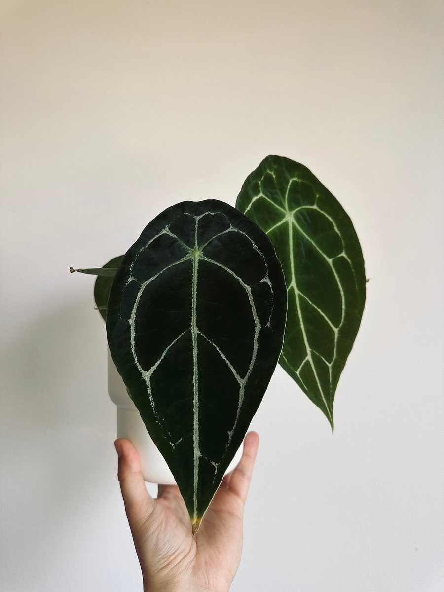 Anthurium Forgetii x self product image (3)
