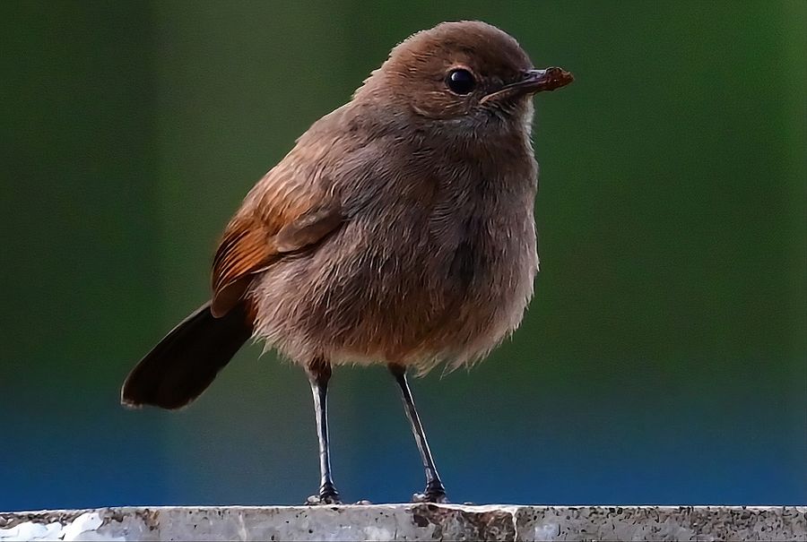 IUCAA BIRDS PHOTO product image (1)