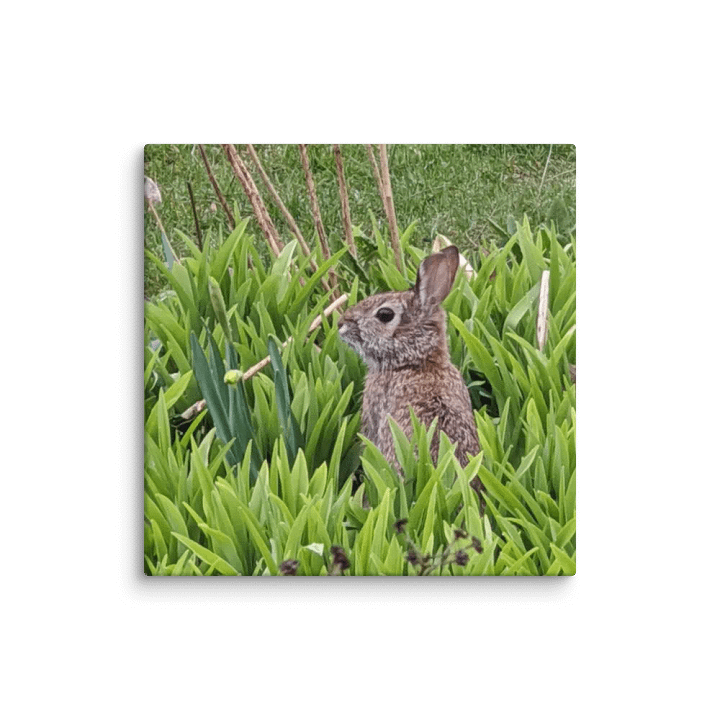 Brown Bunny product image (1)