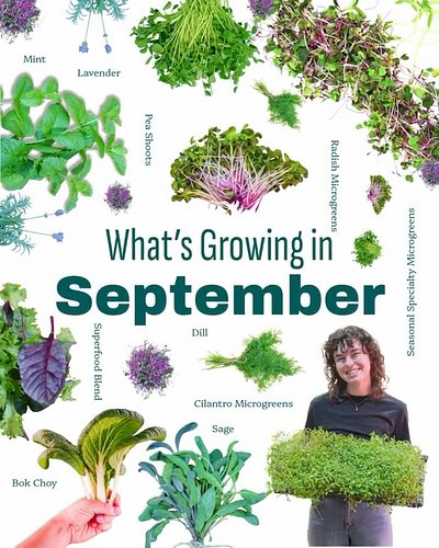 Join us this September harvest and enjoy fresh greens and vegetables all month long! 

Comment SEPTEMBER for more info! 🥕🌿🪴🍯