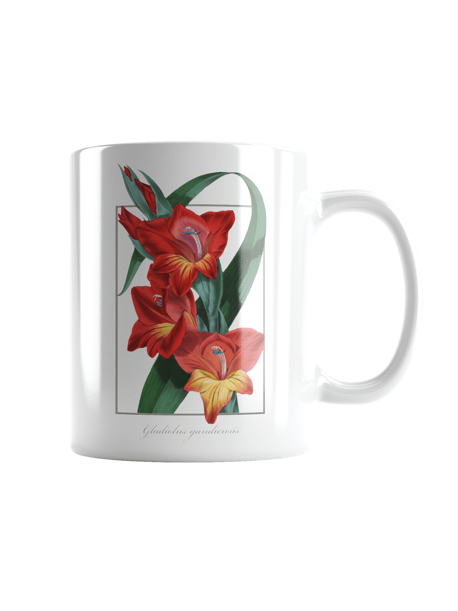 Gladiolus Gandiensis Ceramic Mug product image (2)