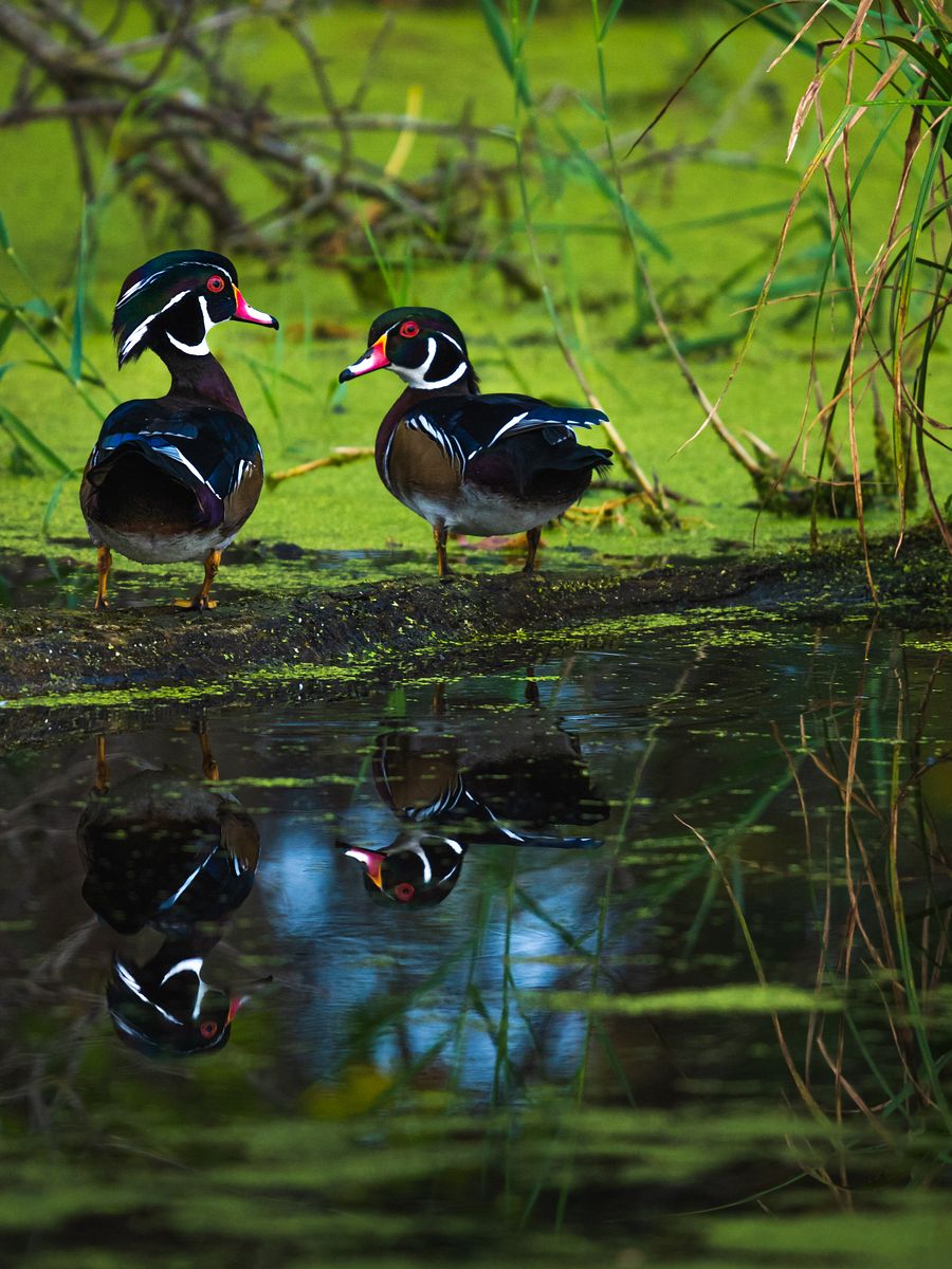 Wood Ducks product image (1)