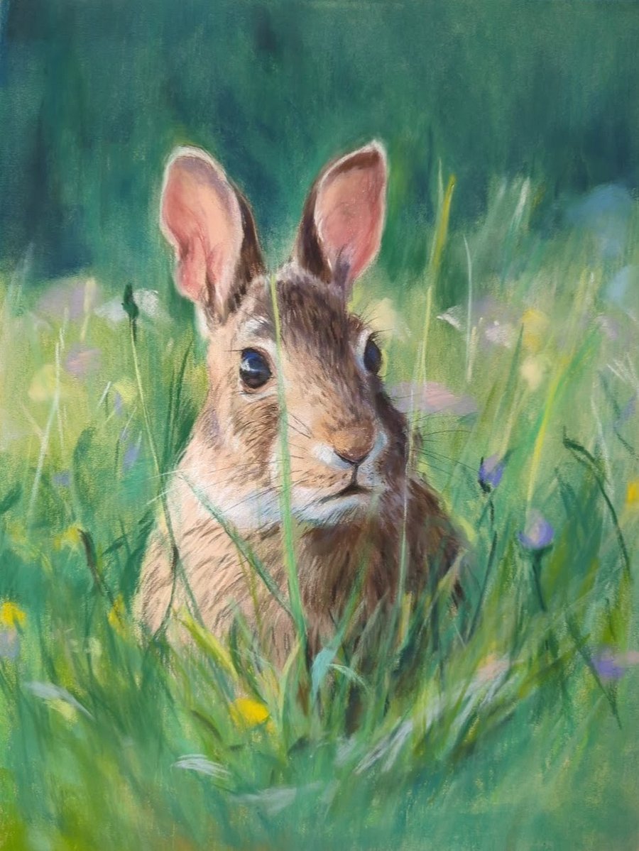 Wild Rabbit product image (1)