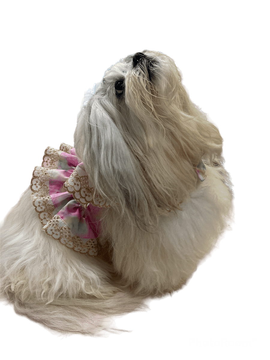 Peitoral Zayra - Modelagem Pet PDF product image (7)