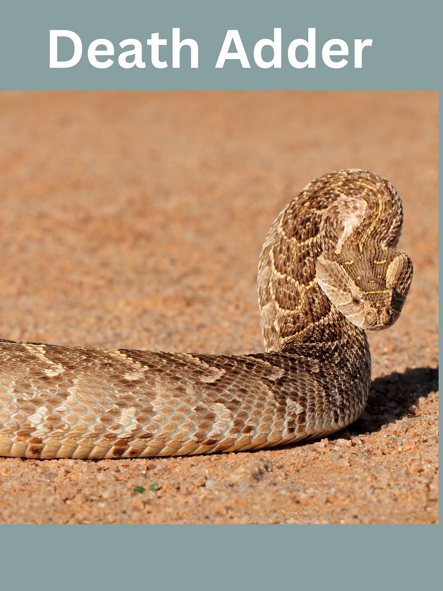 Top 20 of the most venomous Snakes Worldwide product image (9)
