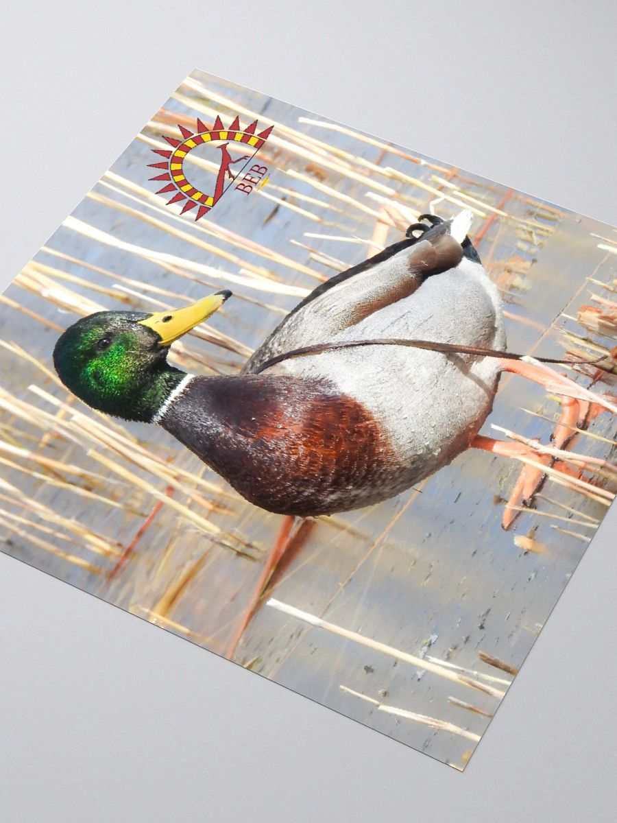 Bright-Eyed Birding Sticker (Mallard) product image (3)