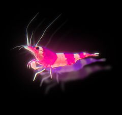 The Secret Shrimp