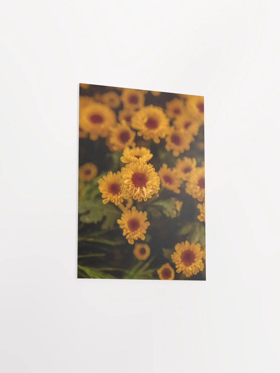 Daisies product image (12)