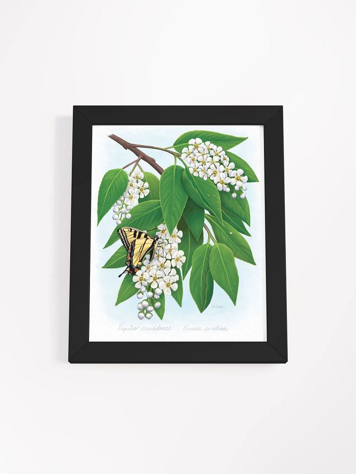Tiger Swallowtail in Cherry Blossom product image (1)