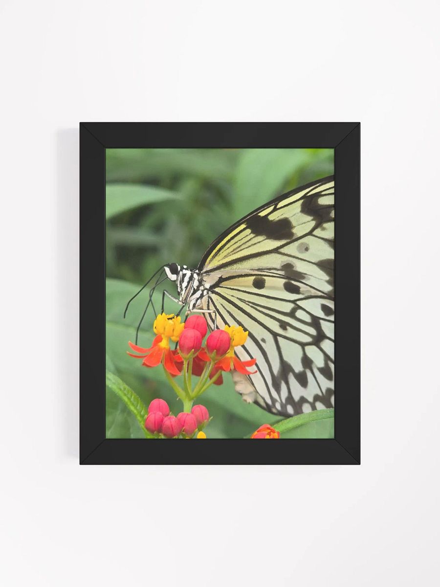 Paper Kite Tropical Butterfly Framed Poster product image (4)