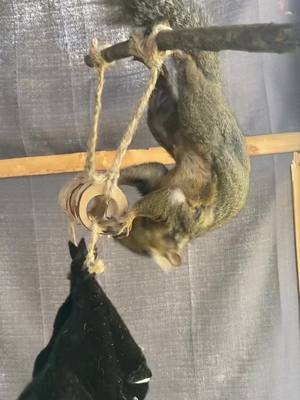 #pookythesquirrel #squirrel #unifiedtheory 