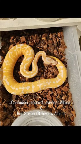 What is everyone seeing in this guy?

#ballpython #ballpythons #ballpythonbreeder #ballpythonsofinstagram #ballpythonmorphs #...