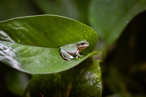 Well met, traveler! 🐸

May I present to you:

Sage of the Night, Slayer of Crickets
Aspen the Radiant, Protector of Flora
Daw...