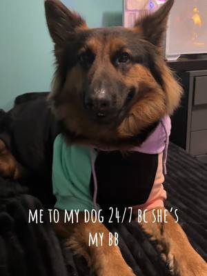 okay but how good does she look in this sweater from @SPARK PAWS  Use code in bio for $15 off your purchase!  #dogsoftiktok #gsd #gsdoftiktok 