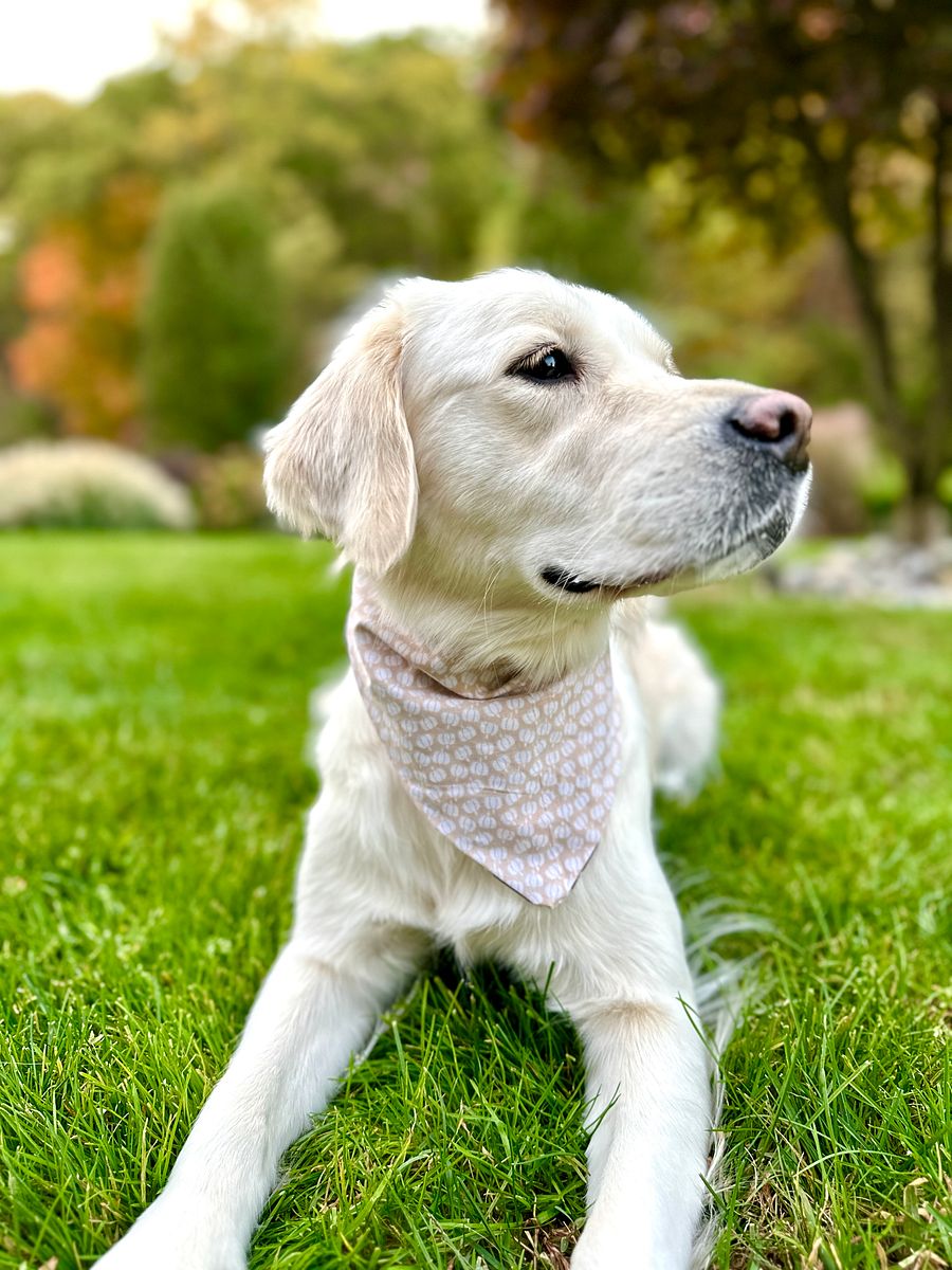 Reversible Paw Prints & Pumpkins Bandana product image (4)