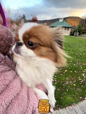Our little guy us famous! #japanesechin #pupper #goblin 