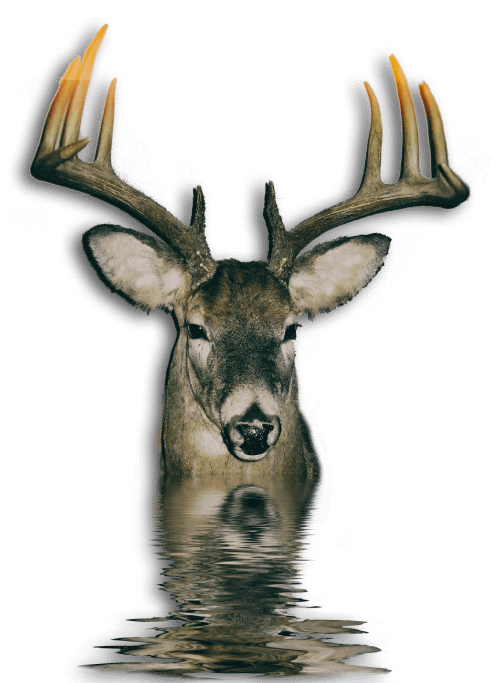 Deer Water Reflection Digital Product product image (1)