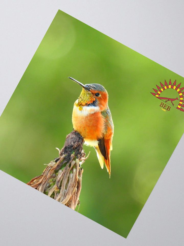 Bright-Eyed Birding Sticker (Allen's Hummingbird) product image (2)