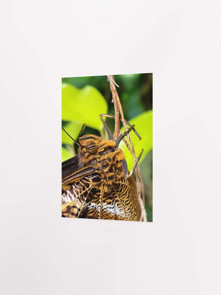 Closeup Tropical Butterfly Poster 5x7" product image (2)