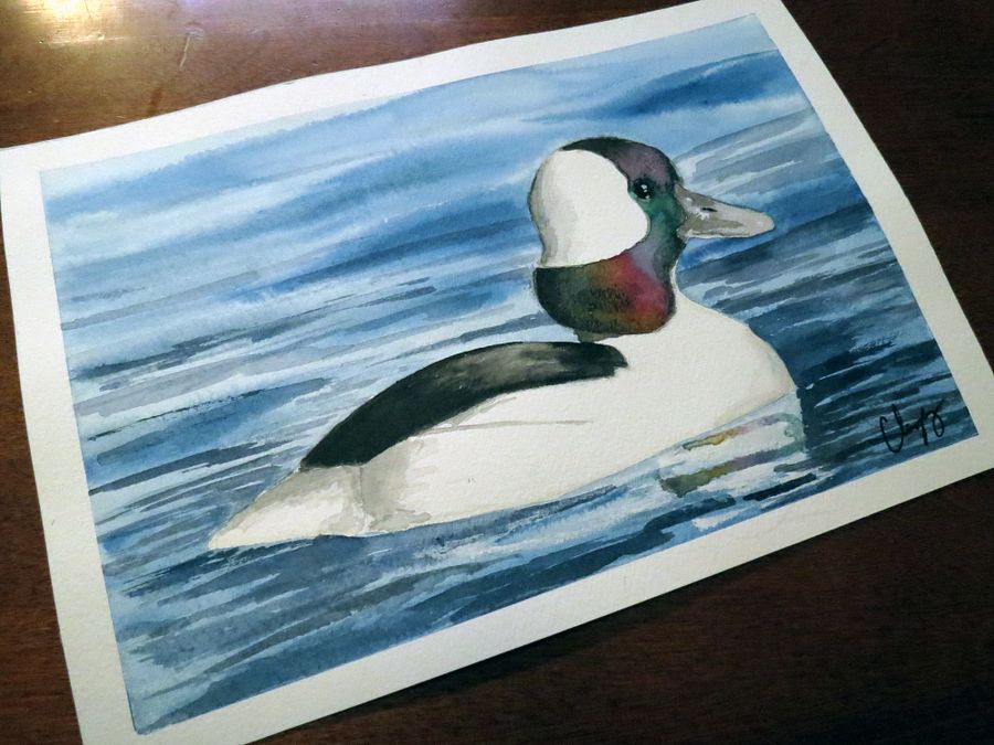 Bufflehead - Original Watercolor Painting product image (1)