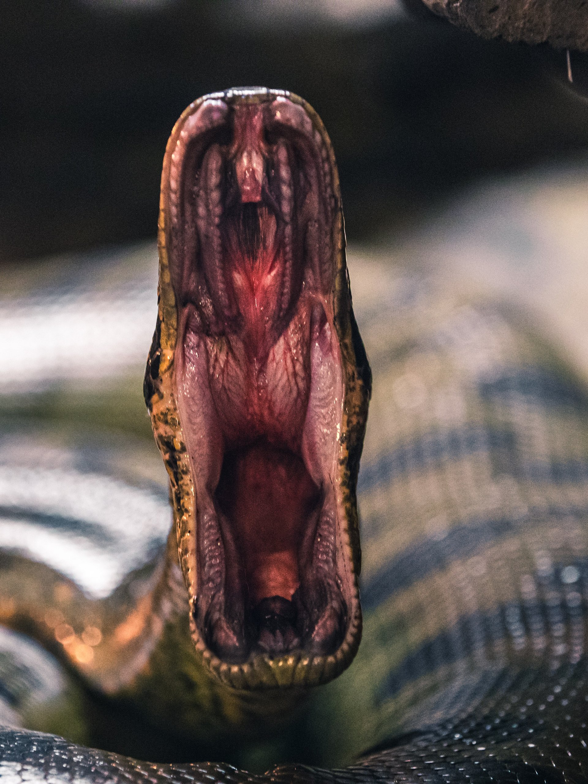 Green Anaconda Mouth Open product image (1)
