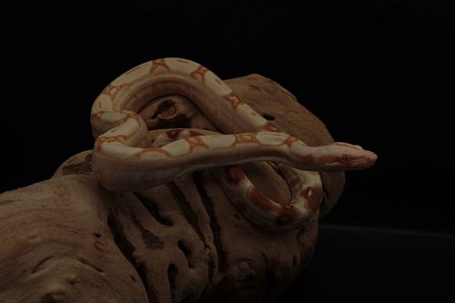 Nova my newest boy from @devonianreptiles absolutely cannot wait to see him develop. Great colors. 

European red pastel shar...