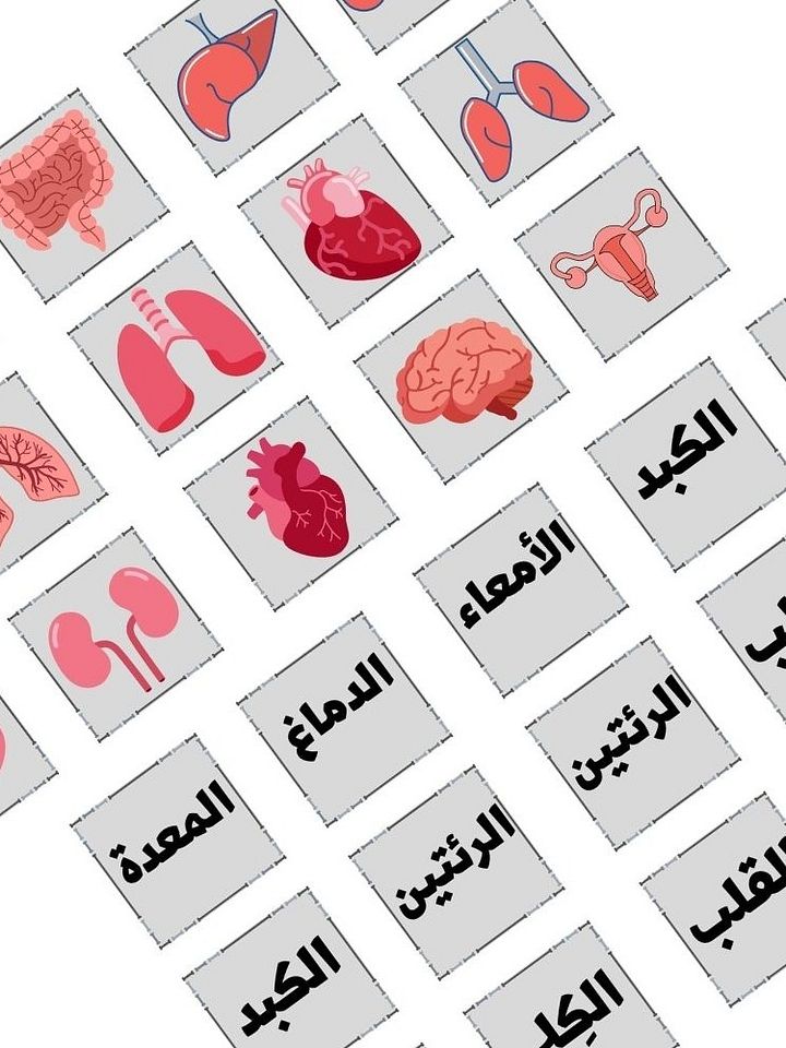 لعبة الذاكرة | أعضاء جسم الإنسان - pdf product image (1)