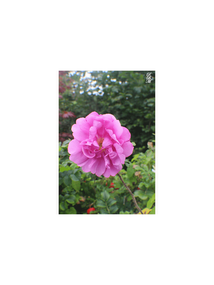 A Single Pink Flower product image (2)