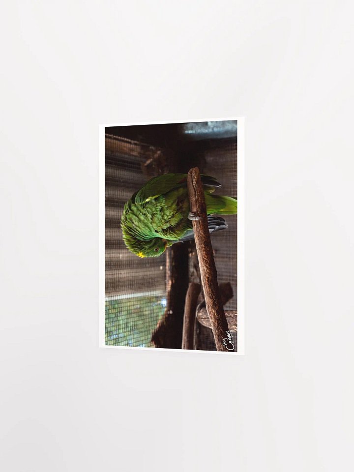 Green Feathers - Print product image (2)
