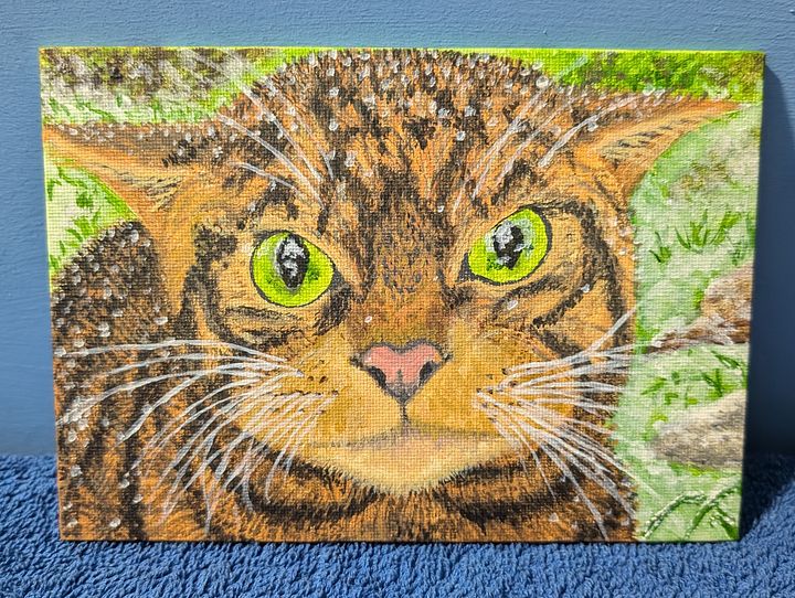 Scottish Wildcat product image (1)