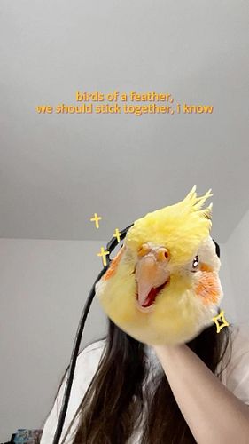 🦅🐥🐣🪶