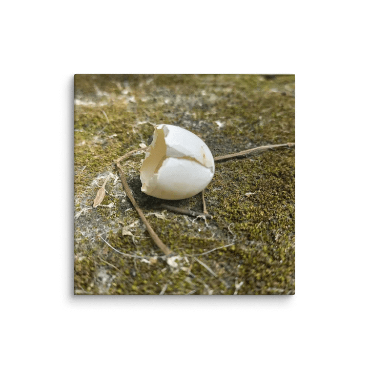 Hatched Egg 16