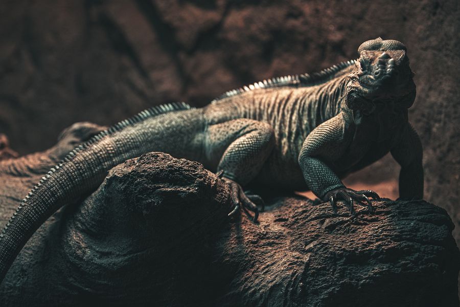 Rhino Iguana Cave product image (1)