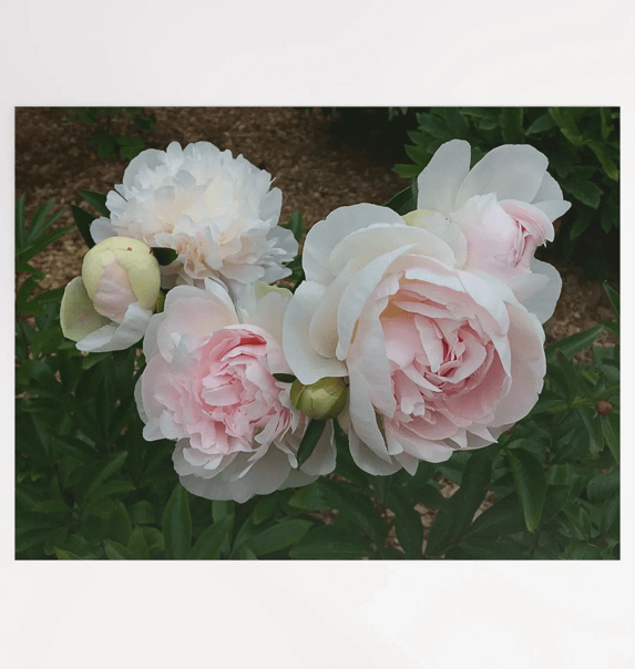 Whisper Pink Peonies product image (1)