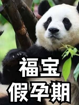 福宝为啥每年有一段日子，福宝会变身成戏精准妈妈