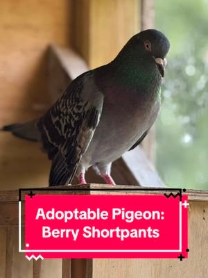 Meet Berry Short Pants! Berry Short Pants is a very flirty boy with limited (but does have some) flight! He has lived in the aviary, but due to his disability, has experienced bullying. Berry would love to be a house pet pigeon! With time and patience, his flirty nature could help him warm up in his forever home. He could also make a great husbird to a sweet wife-pigeon!  #creatorsearchinsights #petbirds #pigeonsaspets #petpigeon #adoptablepigeons #pigeonrescue #pigeontok