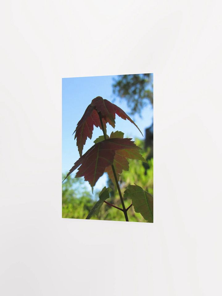 Maple Leaf product image (20)
