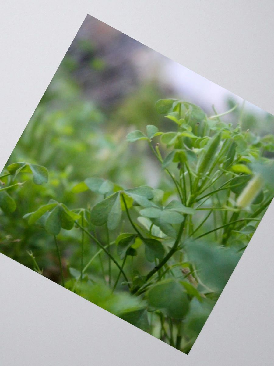 A Study in Flowers 7 - sticker version product image (5)