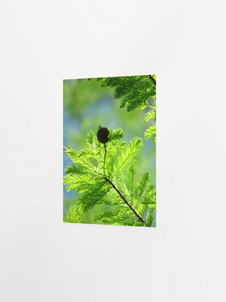 Cypress Tree product image (15)
