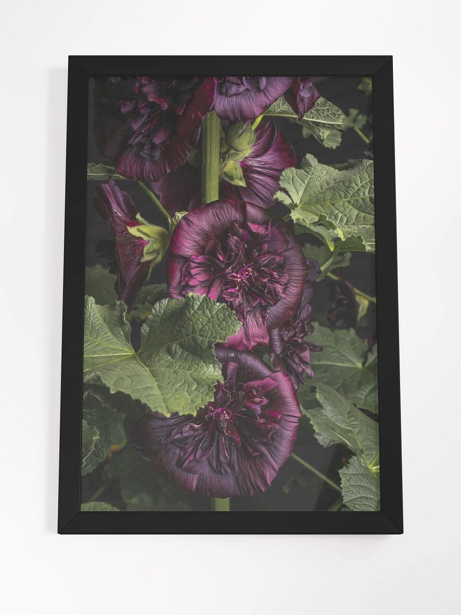 Darkest Hollyhock product image (4)