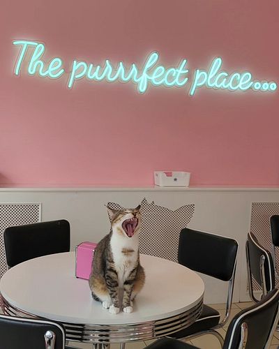 Visited a cat cafe for our 6 month anniversary 🐾💜
