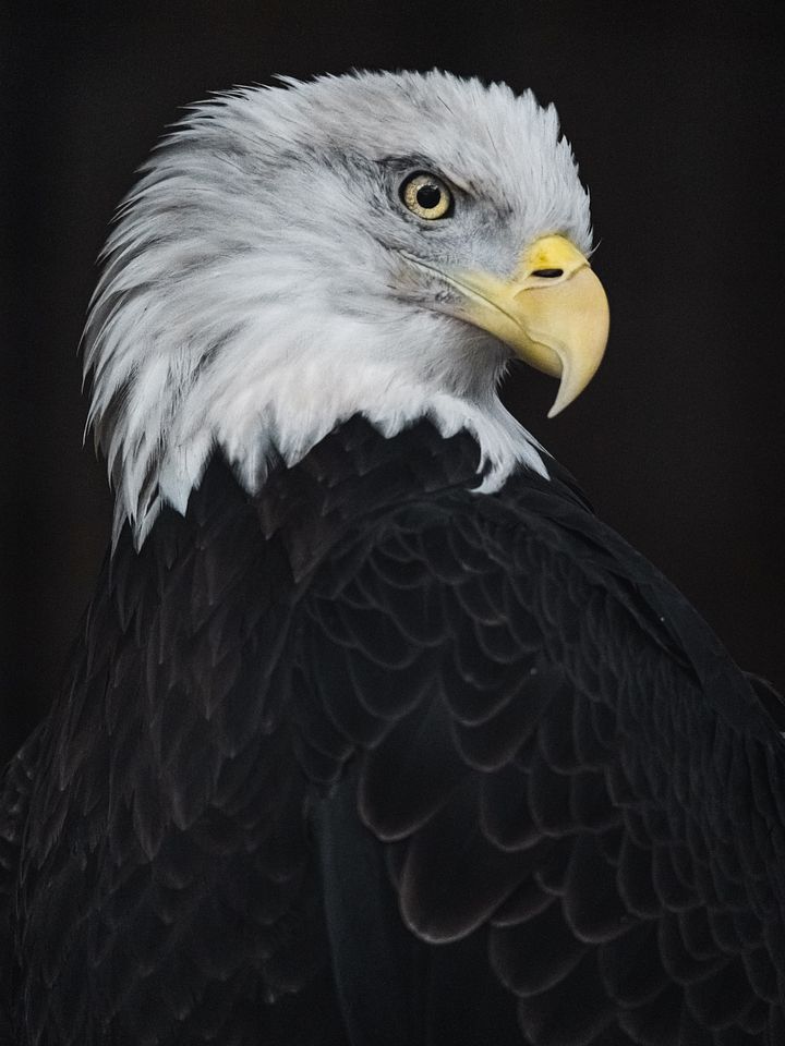 Freedom Seagull product image (1)