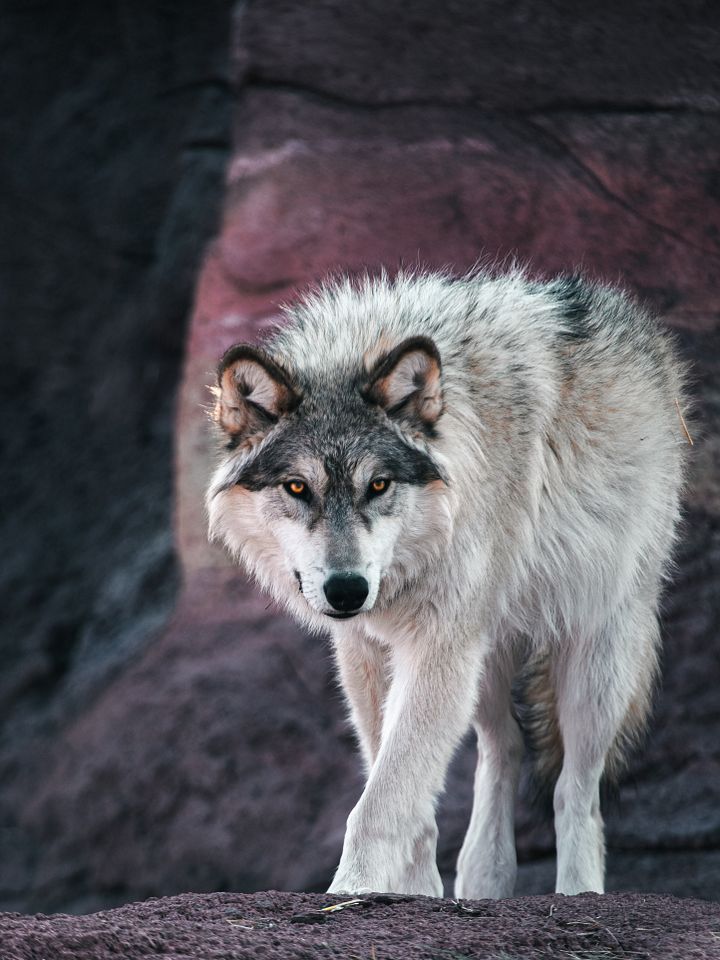 White Wolf product image (1)