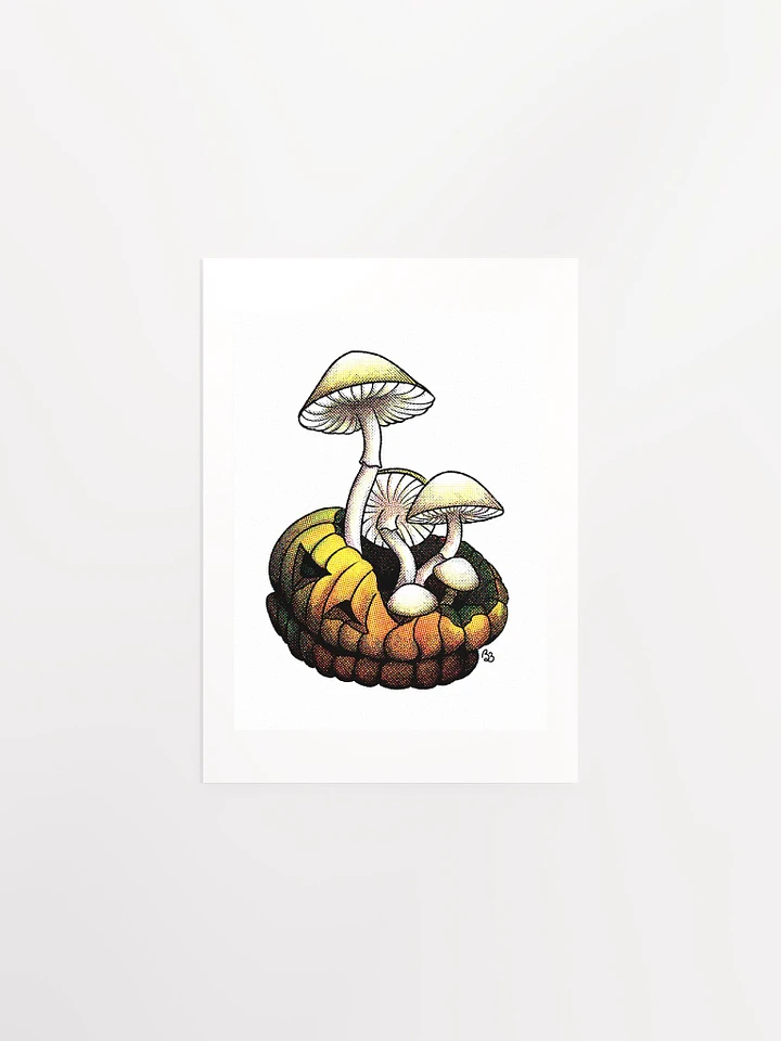 Mushroom product image (1)