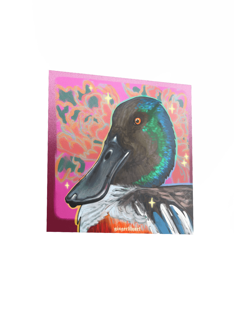 northern shoveler duck product image (6)