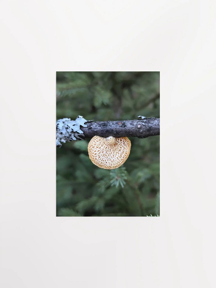 Hexagonal Polypore (Print) product image (4)