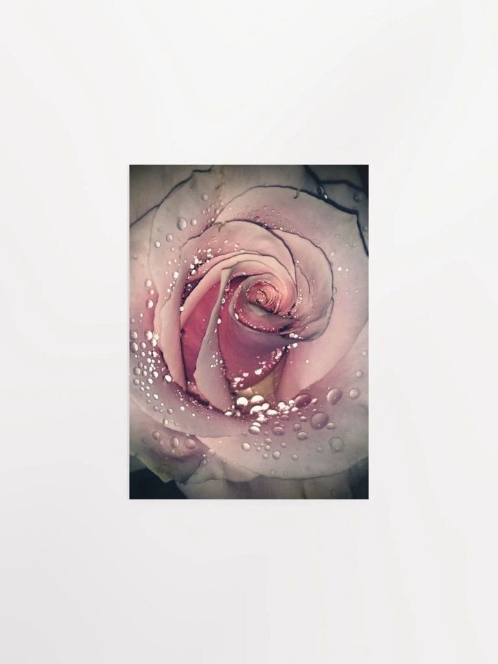Rose product image (4)