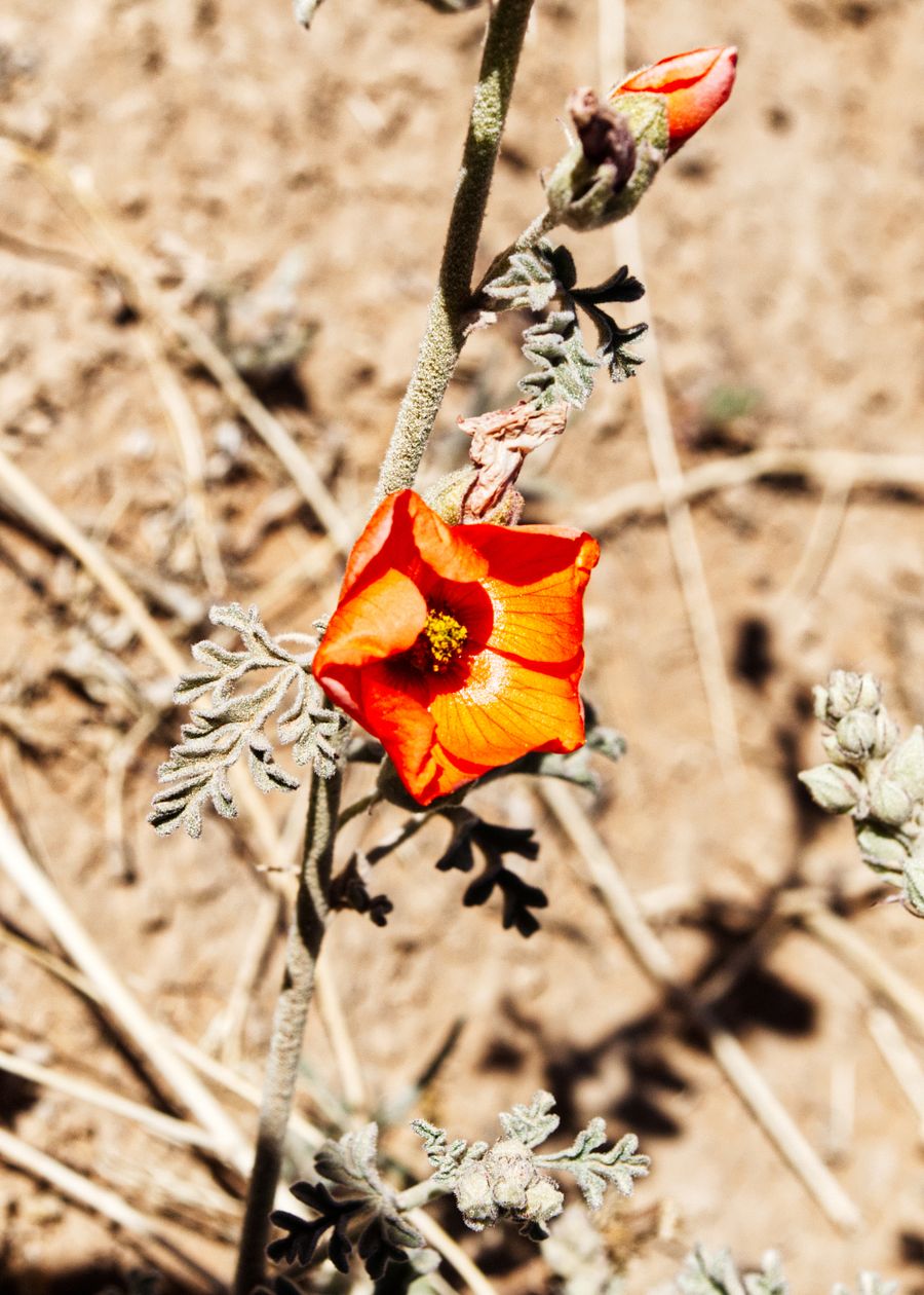 Desert Flower product image (1)